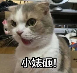  哈哈哈哈哈哈,快递小哥vs外卖小哥