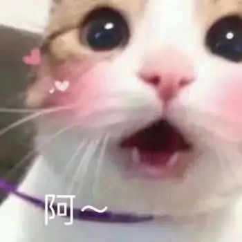  猫咪表情包我就盯到你喜欢我为止