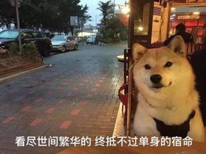  在表情包这场战争中,戏精柴犬完胜二哈