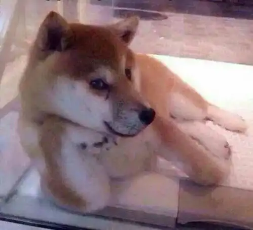  你可以不养狗,但一定要有表情包