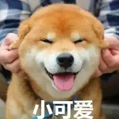  养犬市民注意啦九江发布城区文明养犬通告犬只不得进入公共场合