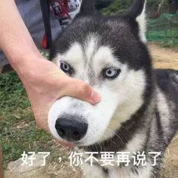  狗狗为什么喜欢撕纸说出原因怕你脸红