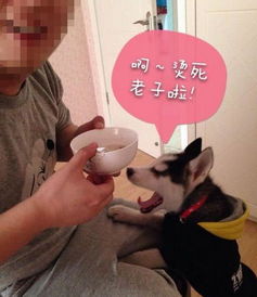  家里二哈流清鼻,男子煲了汤喂它,被嫌弃太烫,那表情逗乐了主人