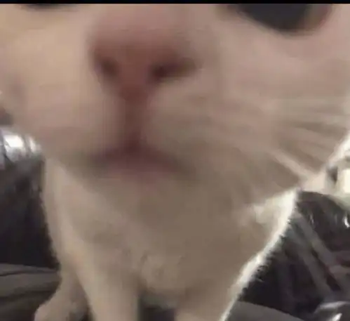  请交出你相册中的脸紧贴摄像头的小猫表情包