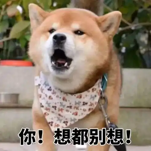 柴犬跳表情包橘猫