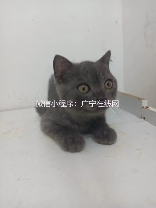  英短蓝白卷毛狗蓝猫矮脚长毛金,低价出售公猫卷毛狗宠物领养广宁县母猫狗狗蓝猫手机网易网