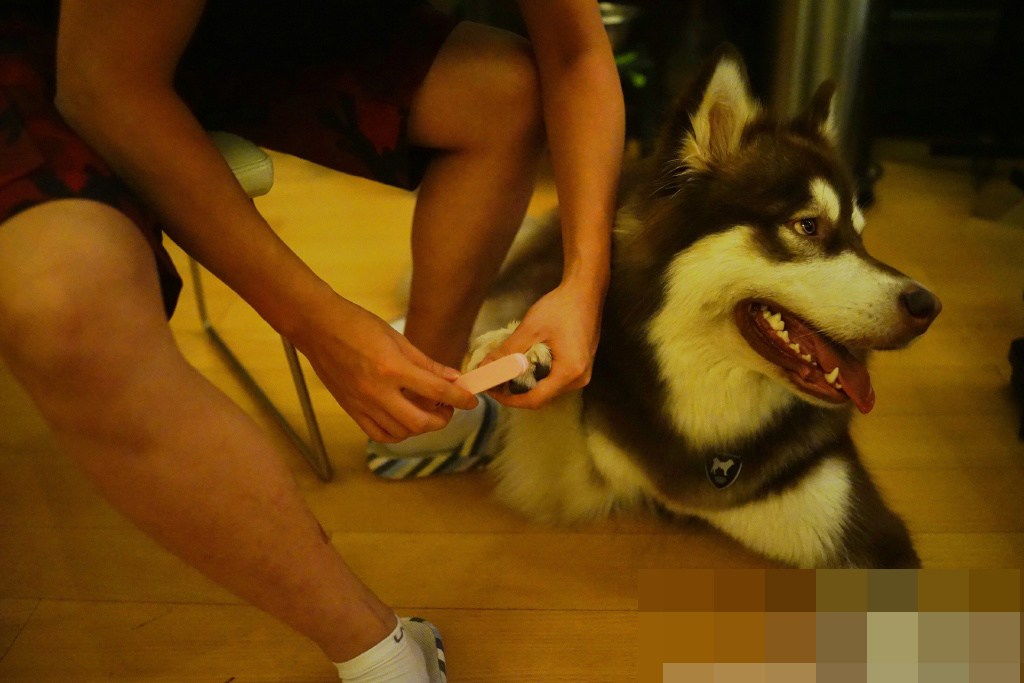  王思聪为爱犬王可可做美甲表情宠溺