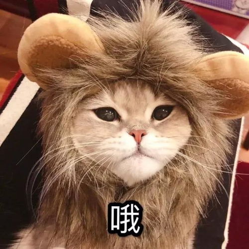  听说猫咪能发出100多种叫声怎么做到的