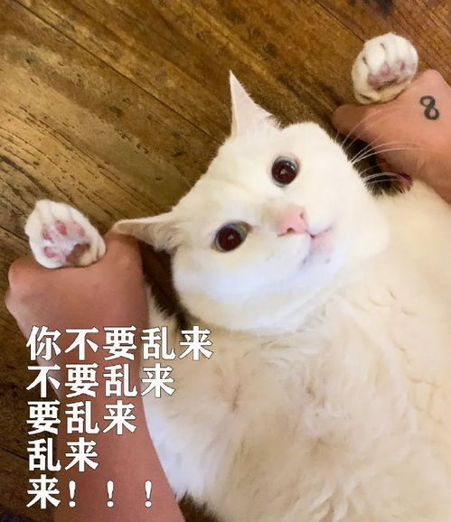  和男朋友打情骂俏的沙雕猫咪表情包