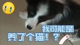 怂表情包熊猫大熊猫