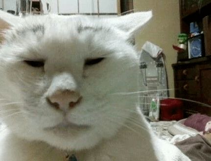  天书奇谭同款猫咪,你见过没没见过那就来看看吧,笑到飙泪