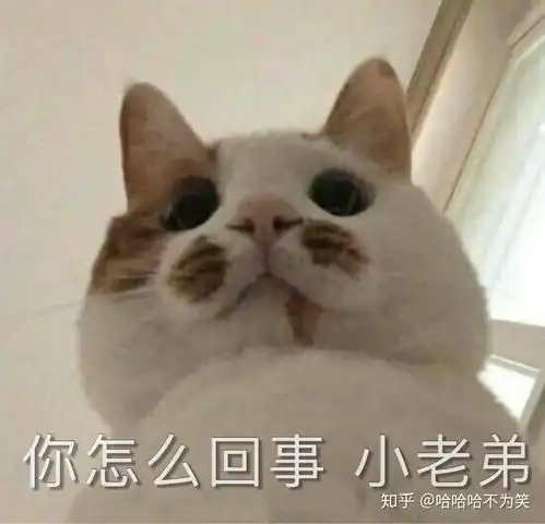 小猫老弟表情包图片