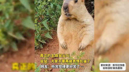  真正的土拨鼠尖叫,鼠鼠大家不要再被表情包骗了
