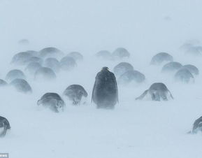  企鹅在暴风雪中取暖一幕搜狐娱乐搜狐网