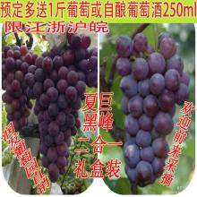  2018夏黑葡萄价格行情批发多少钱夏黑葡萄图片第49页黄页88水果批发网