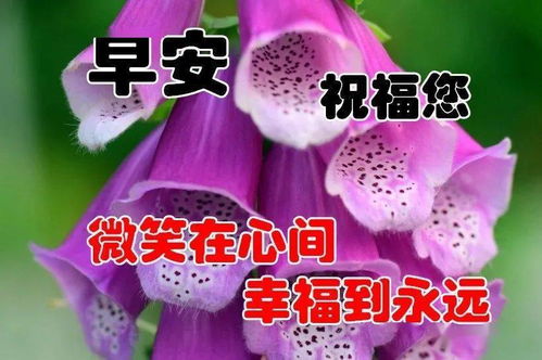  2021非常唯美的漂亮花朵早安问候语动态图片表情,微信暖心的早安问候语短信