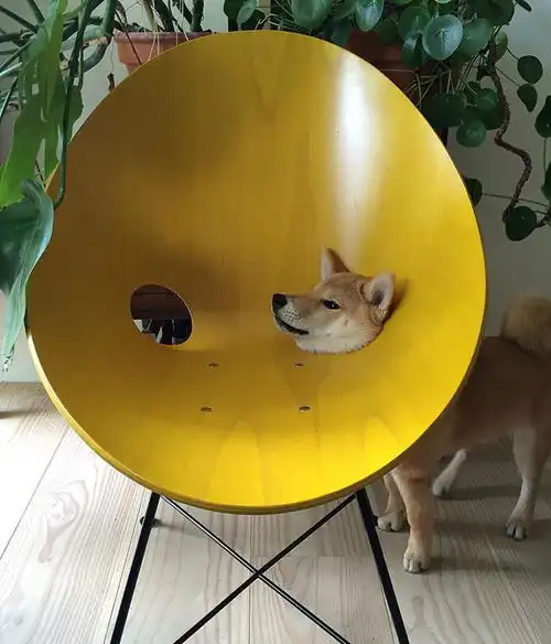  柴犬比哈士奇还倔强,才做出一堆搞笑的事情,只有主人才懂