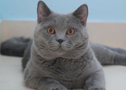 委屈猫表情包大全蓝猫