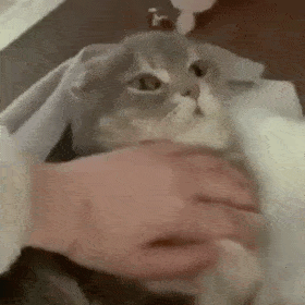 你过来呀表情包动态