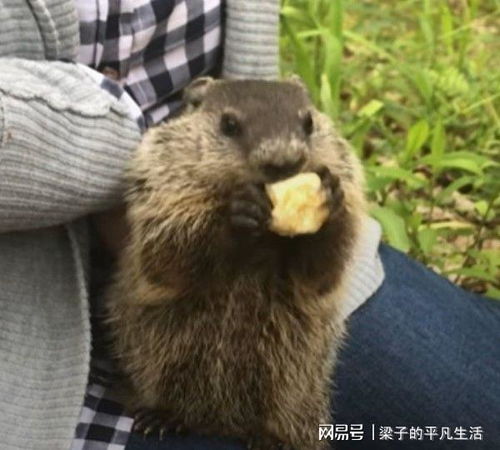  草丛中窜出神秘动物竟成为黏人萌宠,出来吧,土拨鼠