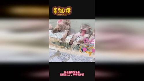  猴子集体泡温泉,脸都泡红了,表情很享受