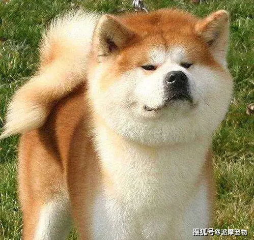表情包是秋田还是柴犬头