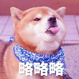  怎样在网上交友