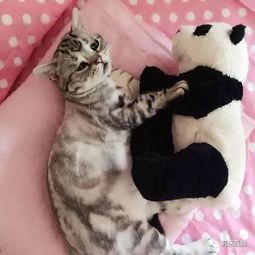  最忧伤的猫,委屈的表情让你心碎