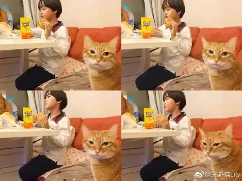  四只猫咪陪伴小男孩7年你陪我长大,我陪你变老火鸡