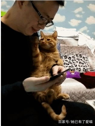  橘猫真会撩,和男主卿卿我我,女主看不下去了祝你们情人节快乐