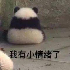  超可爱真熊猫表情包合集