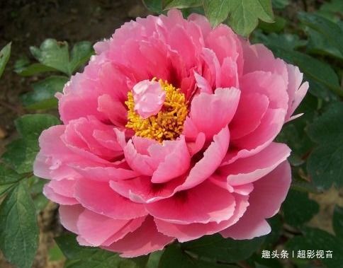  未来20天,最惹不起的四大生肖,将事业高升,钱途无量