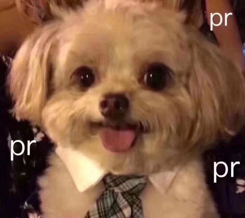 闭嘴的表情包一条狗舔狗