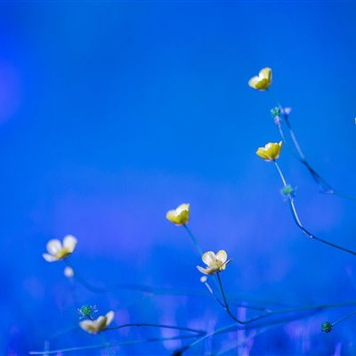  花朵风景头像图片,小清新的花朵给你带来好运气