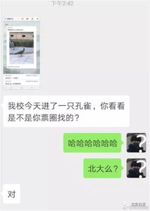  101中学孔雀出逃,这个表情包也火了网友急着上清华北大