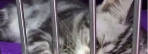  宠物店小猫握住网友的手带我回家,网友抽回手时,猫表情扎心了
