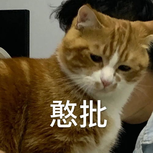  养猫卑微行为大赏我每天要钻沙发底下逗猫