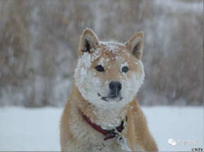 表情包是秋田还是柴犬哀