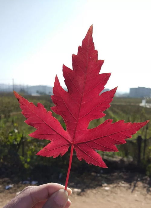  秋思,思念绿华彩叶枫叶的那一抹绚灿