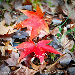  回复秀京山的图片枫叶红红.秋意浓浓的感觉真是好极了顶