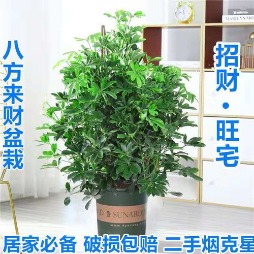 微信头像2025最新款图片