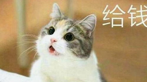 委屈猫表情包大全表情