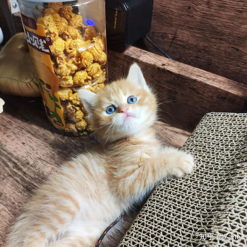  你见过最好看的橘猫长什么样