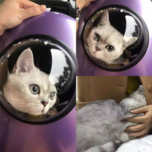 铲屎官微信头像