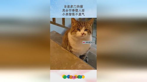  自报家门的猫,完全听得懂人话,小表情很不服气