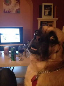  巴哥犬,一只自带表情包的汪
