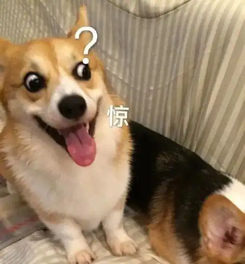 稳稳的接住柴犬表情包自