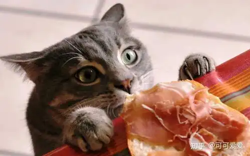  猫咪开心时,会有这7种行为,你见过几种