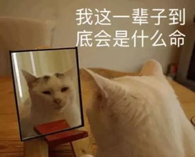淘宝表情包图片解释理科