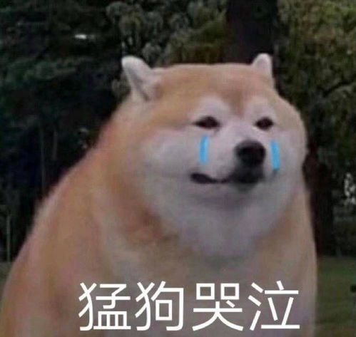  大家有没有找别人要作业抄时的表情包啊